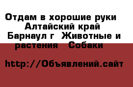 Отдам в хорошие руки - Алтайский край, Барнаул г. Животные и растения » Собаки   